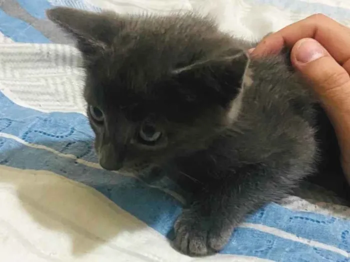 Gato ra a SRD-ViraLata idade Abaixo de 2 meses nome Sem nome