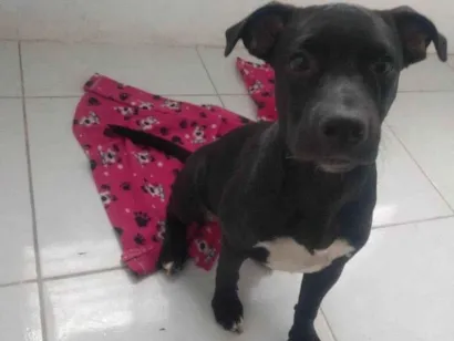 Cachorro raça SRD-ViraLata idade 2 a 6 meses nome Pandora