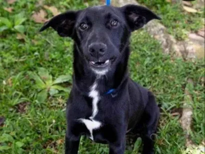 Cachorro raça SRD-ViraLata idade 2 a 6 meses nome Tony