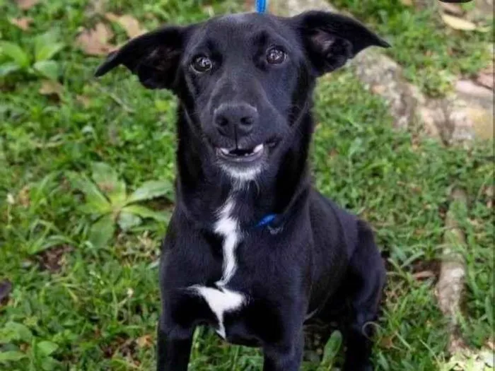 Cachorro ra a SRD-ViraLata idade 2 a 6 meses nome Tony