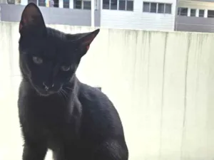 Gato raça SRD-ViraLata idade 2 a 6 meses nome Sem nomes definidos