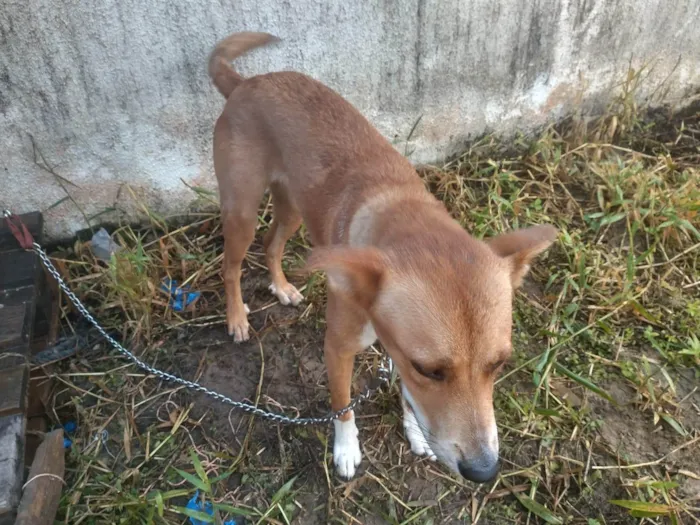 Cachorro ra a SRD-ViraLata idade 7 a 11 meses nome GABRIEL