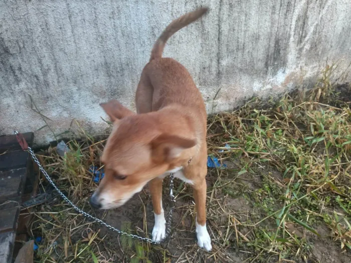 Cachorro ra a SRD-ViraLata idade 7 a 11 meses nome GABRIEL