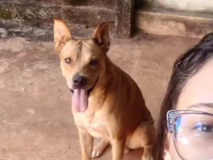 Cachorro raça Labrador idade 2 anos nome Mazinho