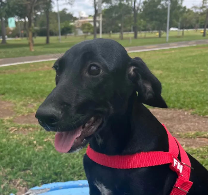 Cachorro ra a SRD-ViraLata idade 2 a 6 meses nome Pretinha 