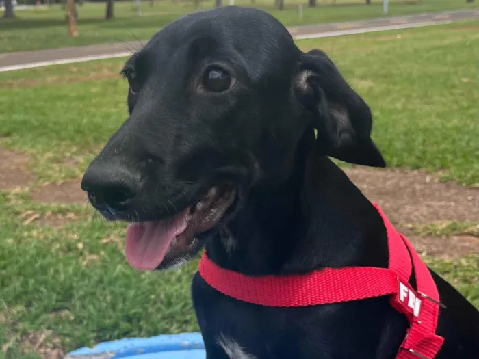 Cachorro ra a SRD-ViraLata idade 2 a 6 meses nome Pretinha 