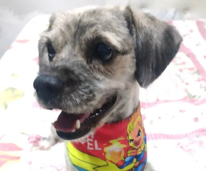 Cachorro ra a Shitzu idade 1 ano nome Chico 