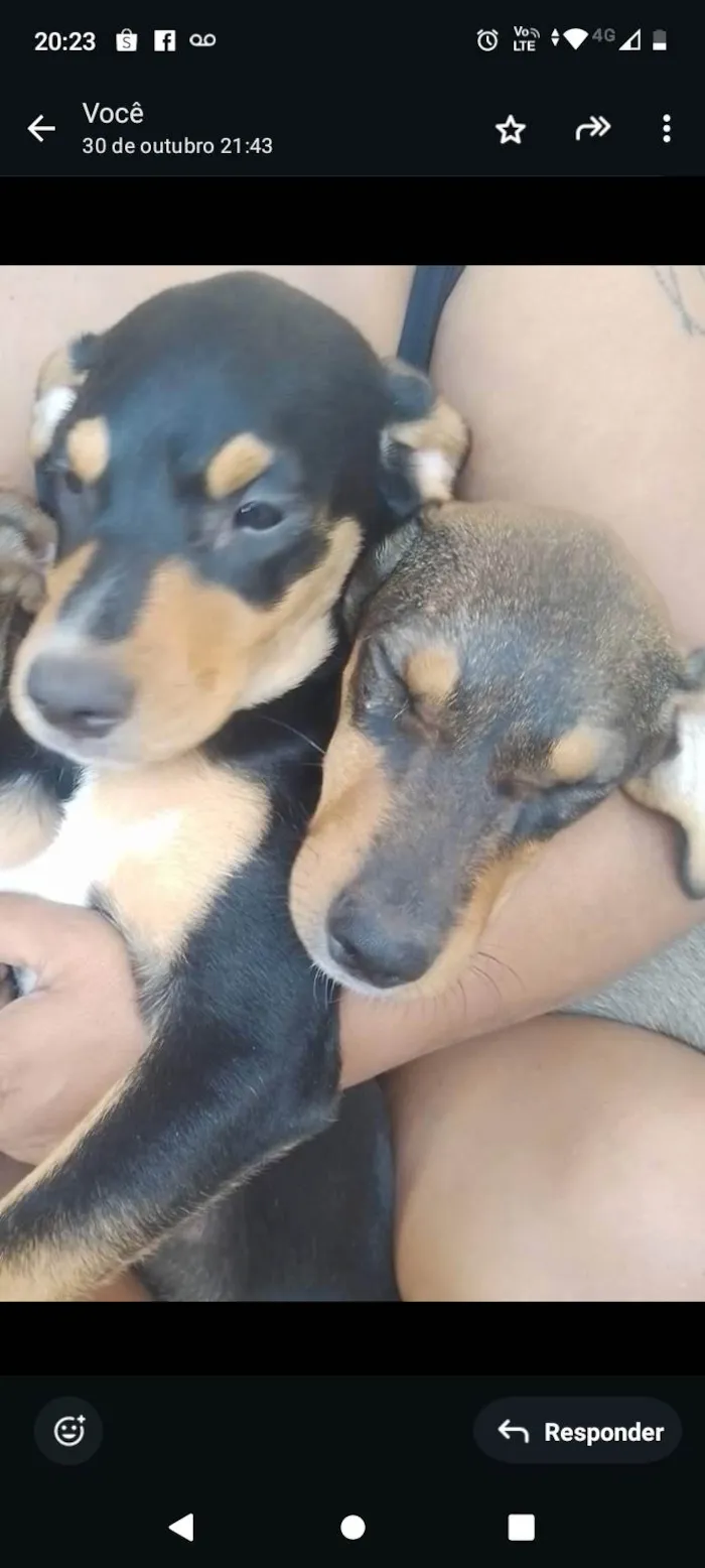 Cachorro ra a SRD-ViraLata idade 2 a 6 meses nome Cenourinha 