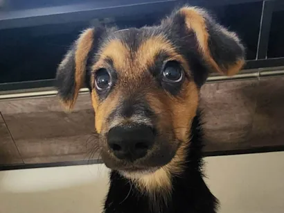 Cachorro raça SRD-ViraLata idade 2 a 6 meses nome Lua 