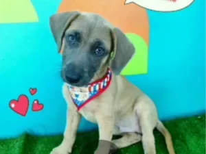 Cachorro raça SRD-ViraLata idade 2 a 6 meses nome Joares