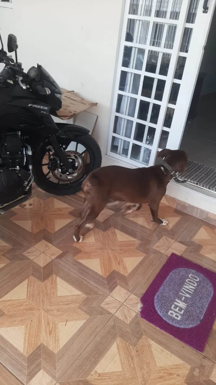 Cachorro ra a SRD-ViraLata idade 2 a 6 meses nome Nescau