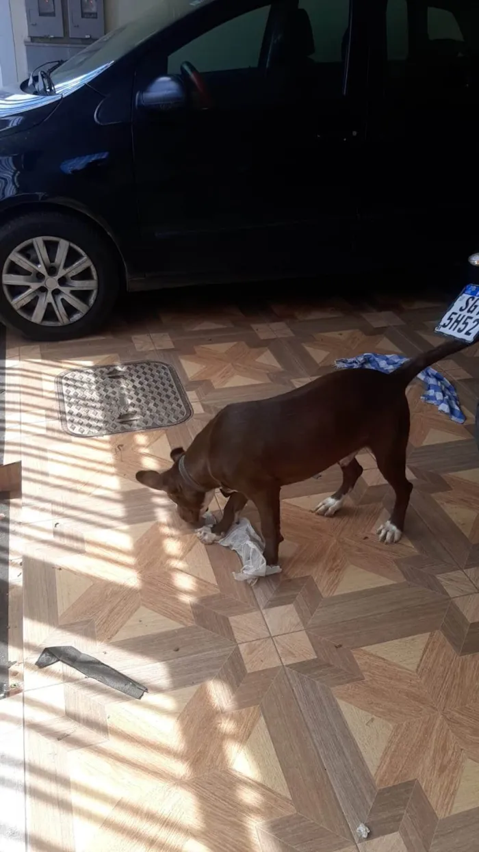 Cachorro ra a SRD-ViraLata idade 2 a 6 meses nome Nescau