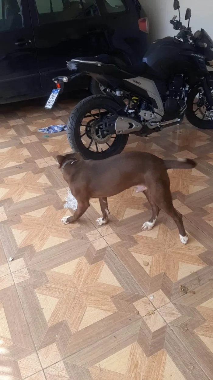 Cachorro ra a SRD-ViraLata idade 2 a 6 meses nome Nescau