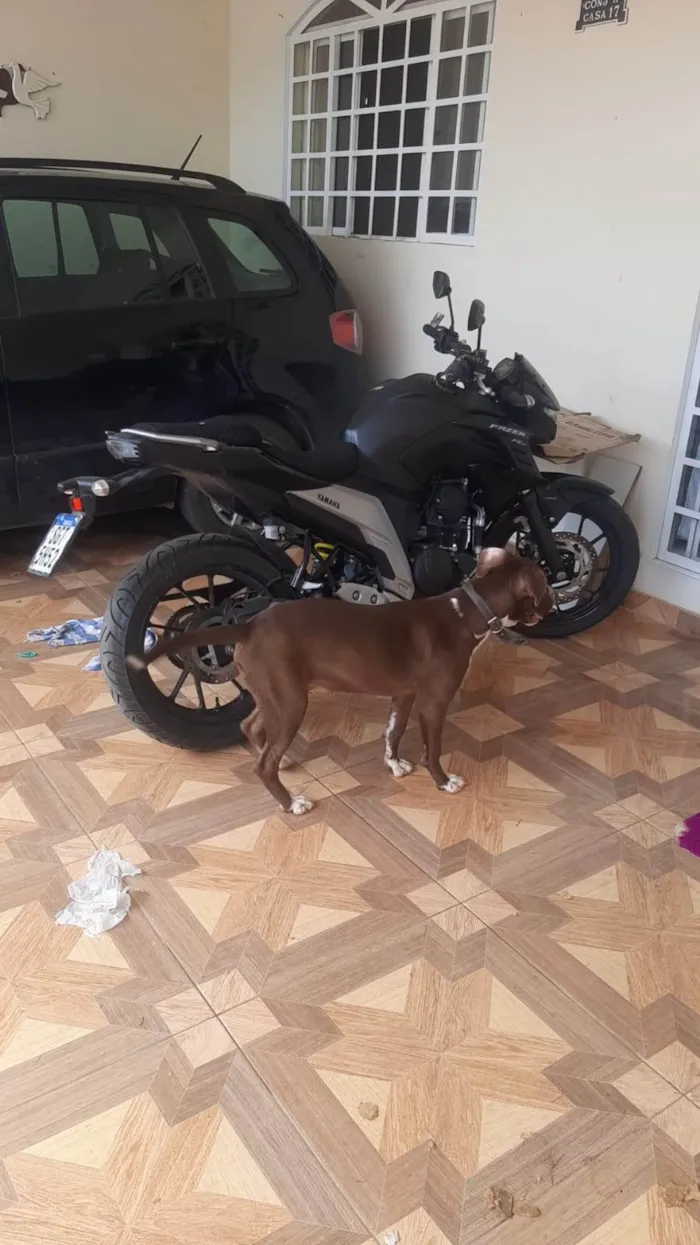 Cachorro ra a SRD-ViraLata idade 2 a 6 meses nome Nescau