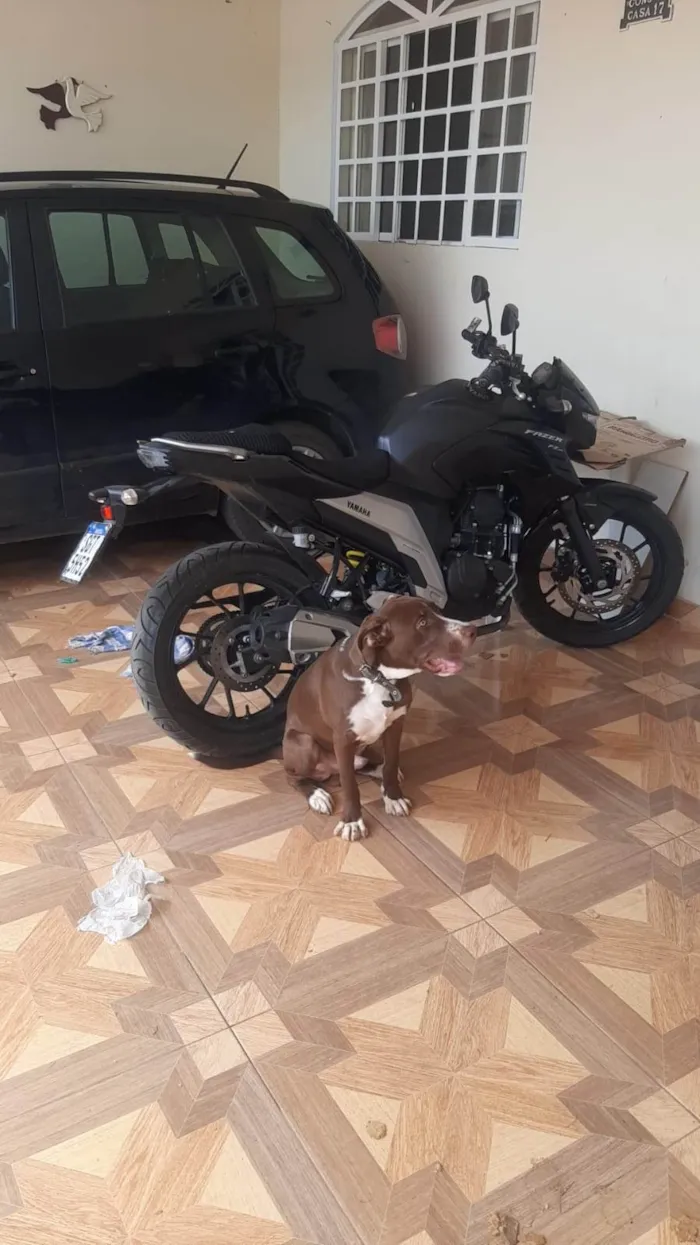 Cachorro ra a SRD-ViraLata idade 2 a 6 meses nome Nescau