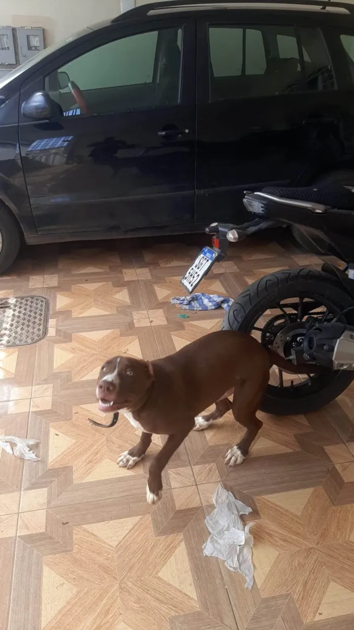 Cachorro ra a SRD-ViraLata idade 2 a 6 meses nome Nescau