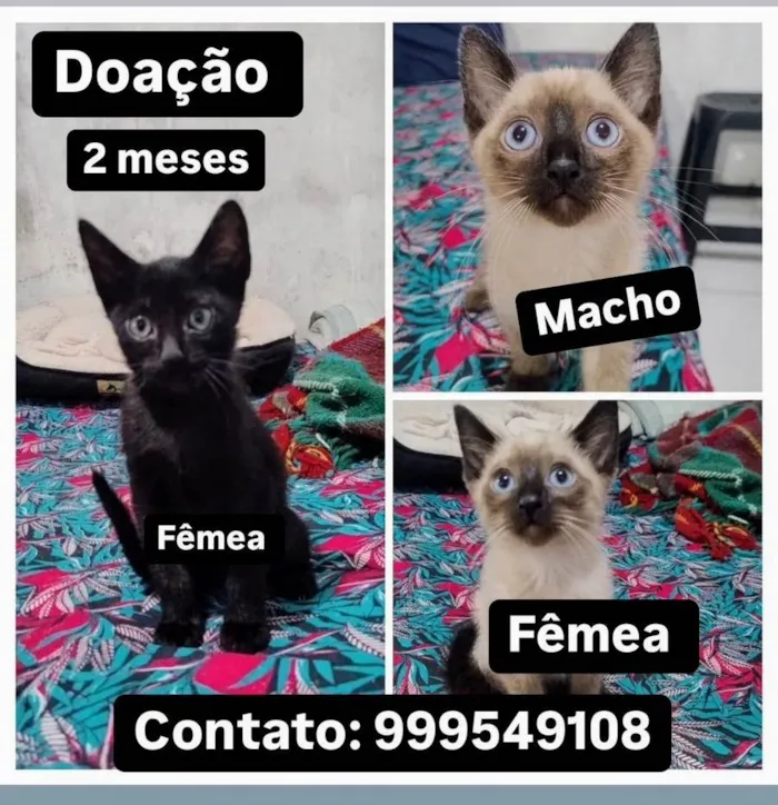 Gato ra a SRD-ViraLata idade 2 a 6 meses nome Bebês 