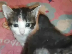 Gato raça SRD-ViraLata idade Abaixo de 2 meses nome Anjinhos