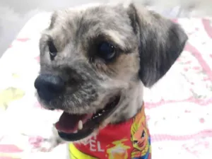 Cachorro raça Shitzu idade 1 ano nome Chico 