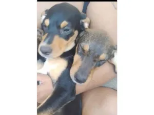 Cachorro raça SRD-ViraLata idade 2 a 6 meses nome Cenourinha 