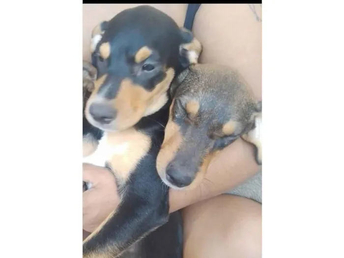 Cachorro ra a SRD-ViraLata idade 2 a 6 meses nome Cenourinha 