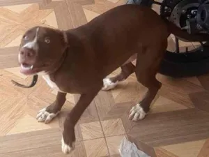 Cachorro raça SRD-ViraLata idade 2 a 6 meses nome Nescau