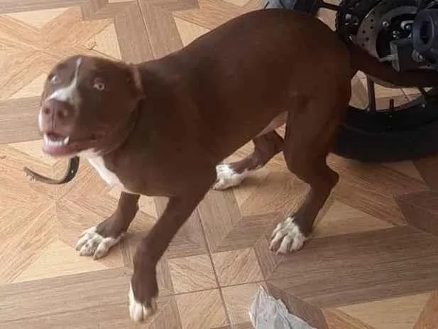 Cachorro ra a SRD-ViraLata idade 2 a 6 meses nome Nescau