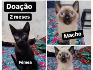 Gato raça SRD-ViraLata idade 2 a 6 meses nome Bebês 