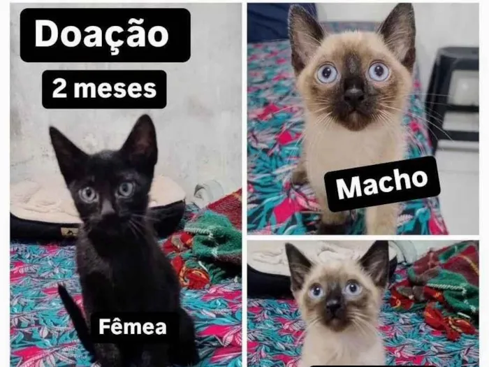 Gato ra a SRD-ViraLata idade 2 a 6 meses nome Bebês 