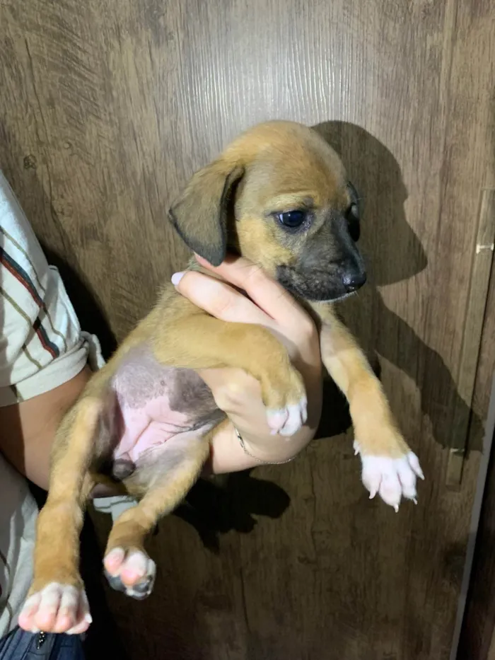 Cachorro ra a SRD-ViraLata idade Abaixo de 2 meses nome Grazielly