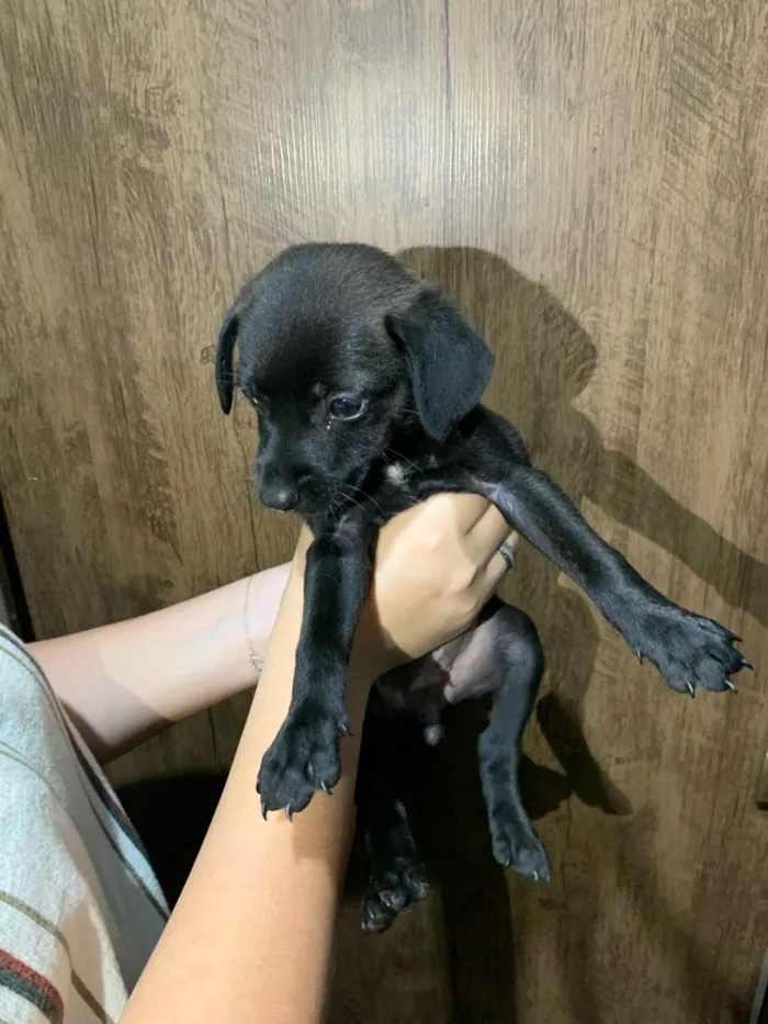 Cachorro ra a SRD-ViraLata idade Abaixo de 2 meses nome Grazielly