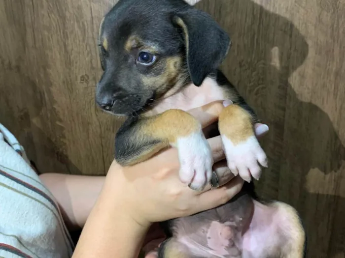 Cachorro ra a SRD-ViraLata idade Abaixo de 2 meses nome Grazielly