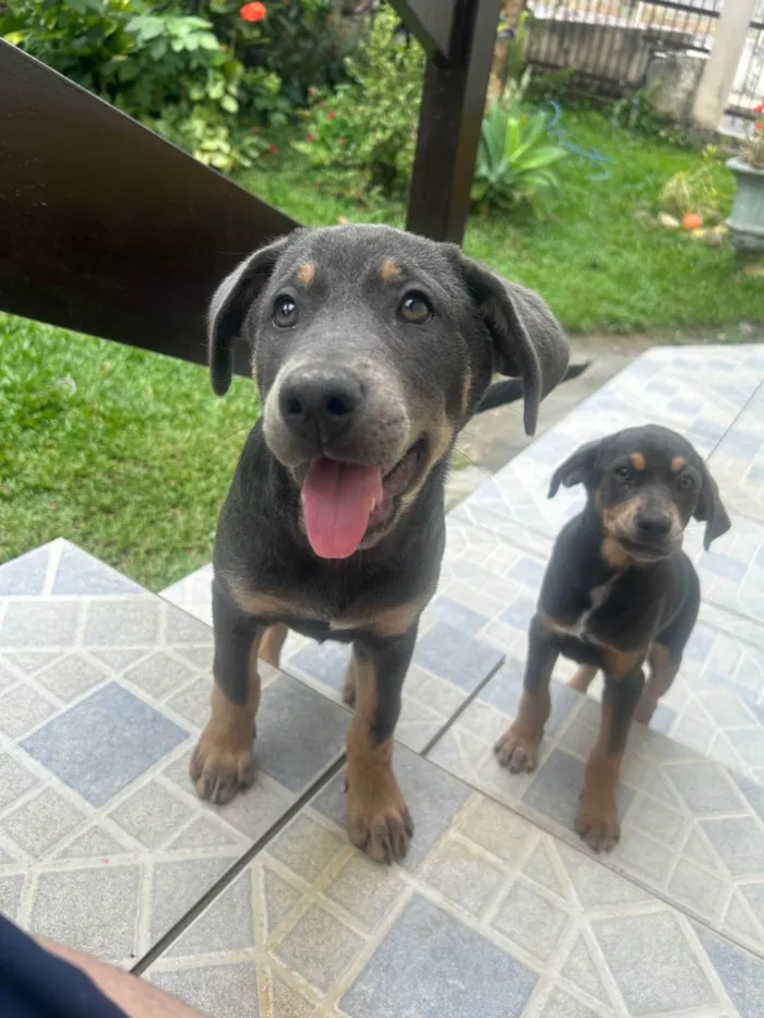 Cachorro ra a SRD-ViraLata idade 2 a 6 meses nome Bella