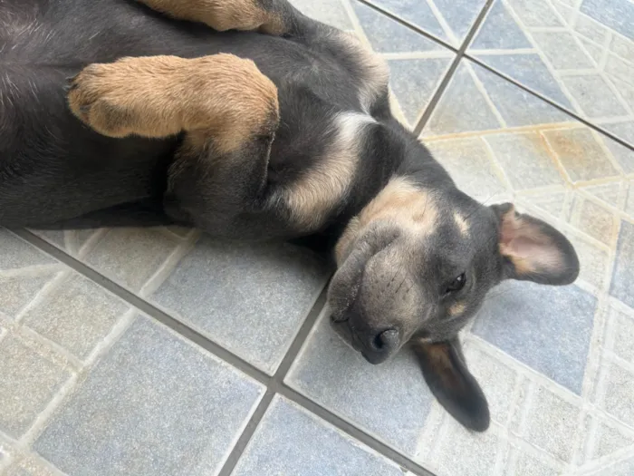 Cachorro ra a SRD-ViraLata idade 2 a 6 meses nome Bella