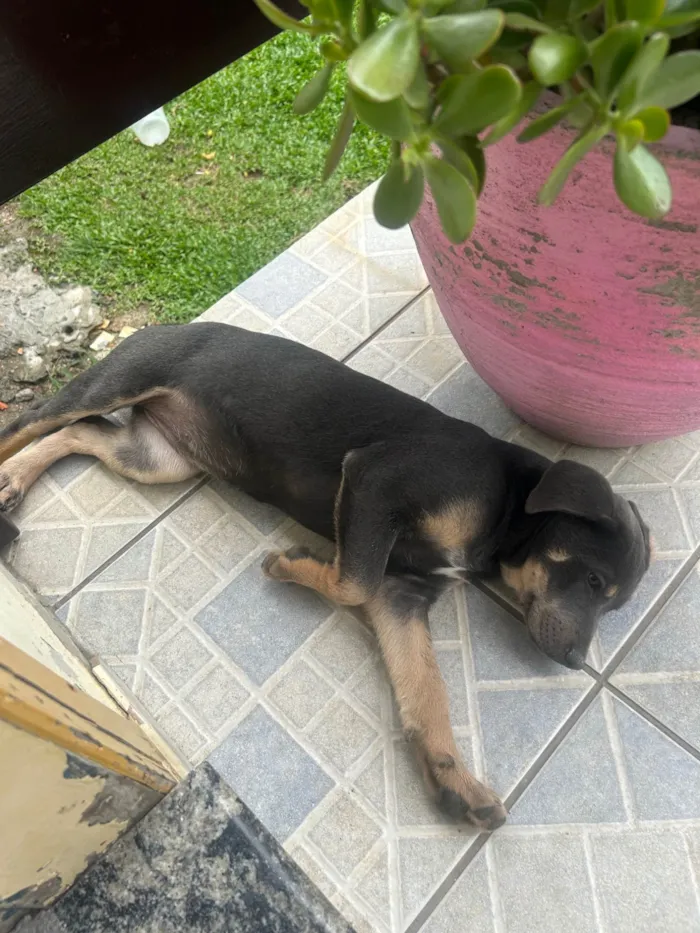 Cachorro ra a SRD-ViraLata idade 2 a 6 meses nome Bella