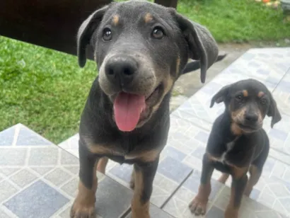 Cachorro raça SRD-ViraLata idade 2 a 6 meses nome Bella