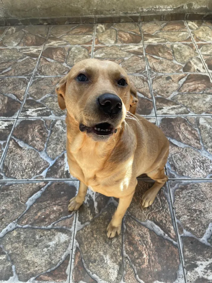 Cachorro ra a SRD-ViraLata idade 5 anos nome Thor