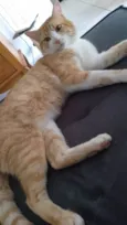 Garfield