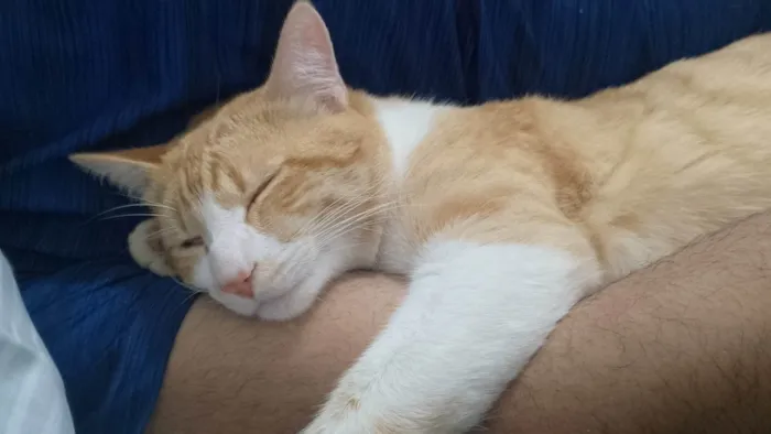 Gato ra a Exótico idade 1 ano nome Garfield 