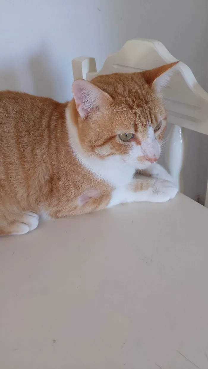 Gato ra a Exótico idade 1 ano nome Garfield 