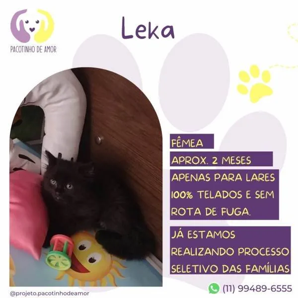 Gato ra a SRD-ViraLata idade 2 a 6 meses nome Leka