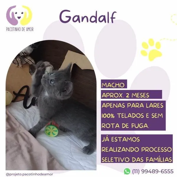 Gato ra a SRD-ViraLata idade 2 a 6 meses nome Gandalf