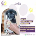 Joao