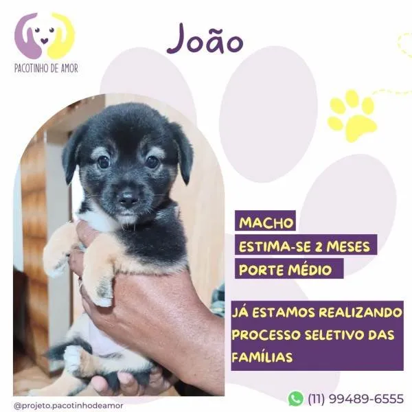 Cachorro ra a SRD-ViraLata idade 2 a 6 meses nome Joao