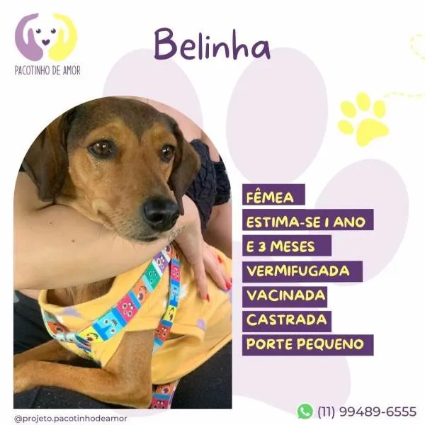 Cachorro ra a SRD-ViraLata idade 1 ano nome Belinha