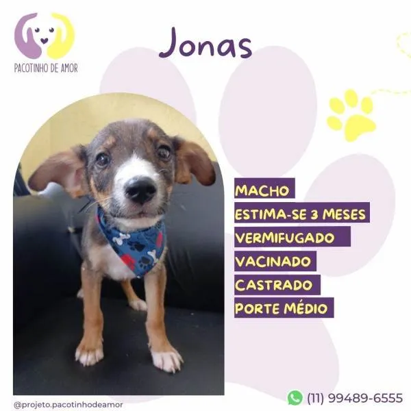 Cachorro ra a SRD-ViraLata idade 2 a 6 meses nome Jonas