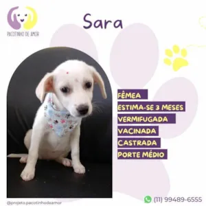 Cachorro raça SRD-ViraLata idade 2 a 6 meses nome Sara