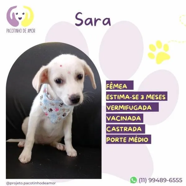 Cachorro ra a SRD-ViraLata idade 2 a 6 meses nome Sara