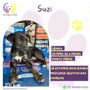 Cachorro raça SRD-ViraLata idade 2 a 6 meses nome Suzi