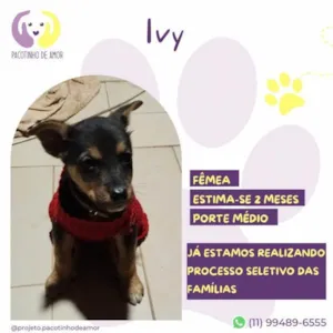 Cachorro raça SRD-ViraLata idade 2 a 6 meses nome Ivy